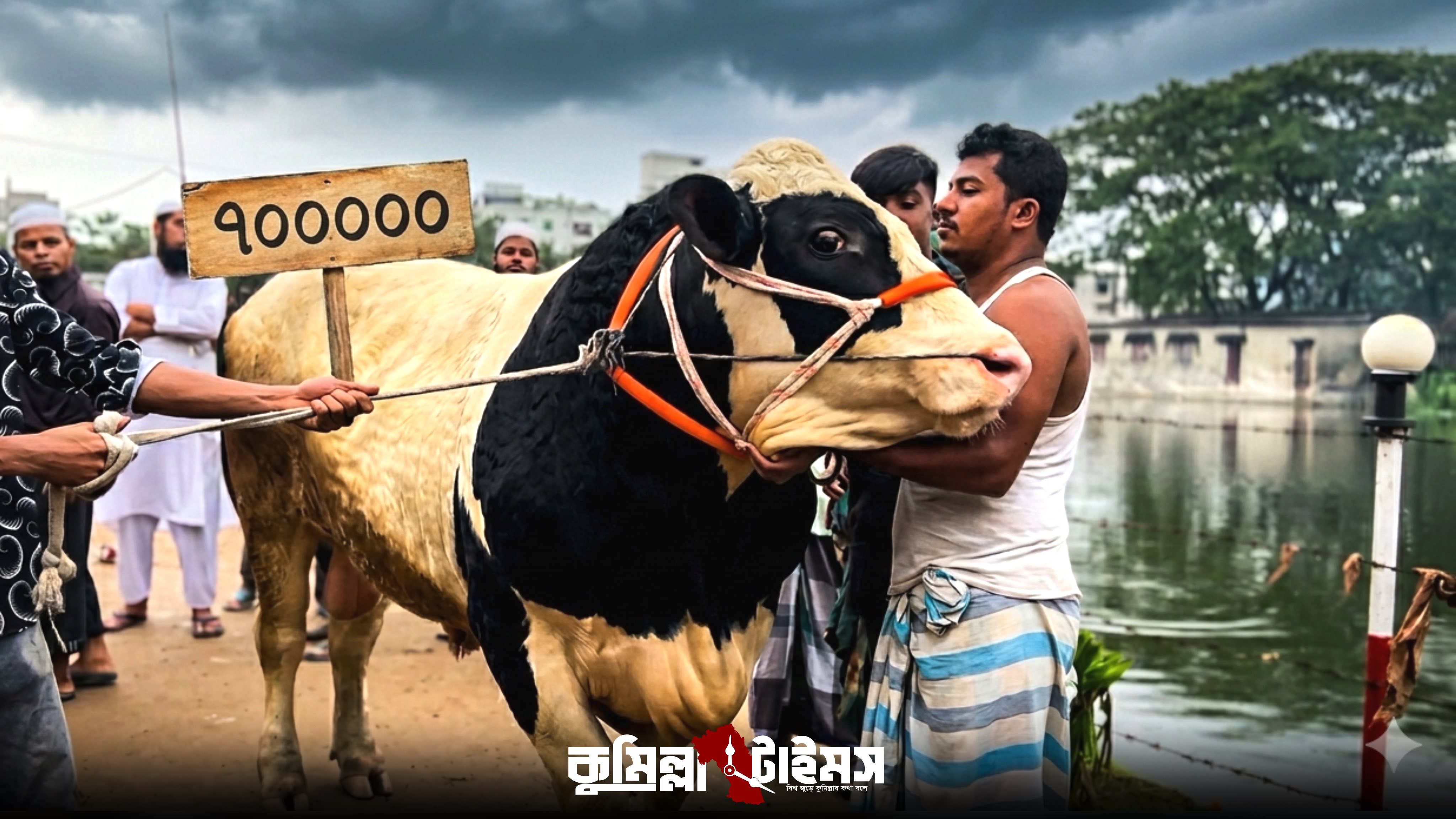 মুরাদনগরে ৭ লাখ টাকার বিশাল গরু, ক্রেতা না পেয়ে ফিরল বাড়িতে