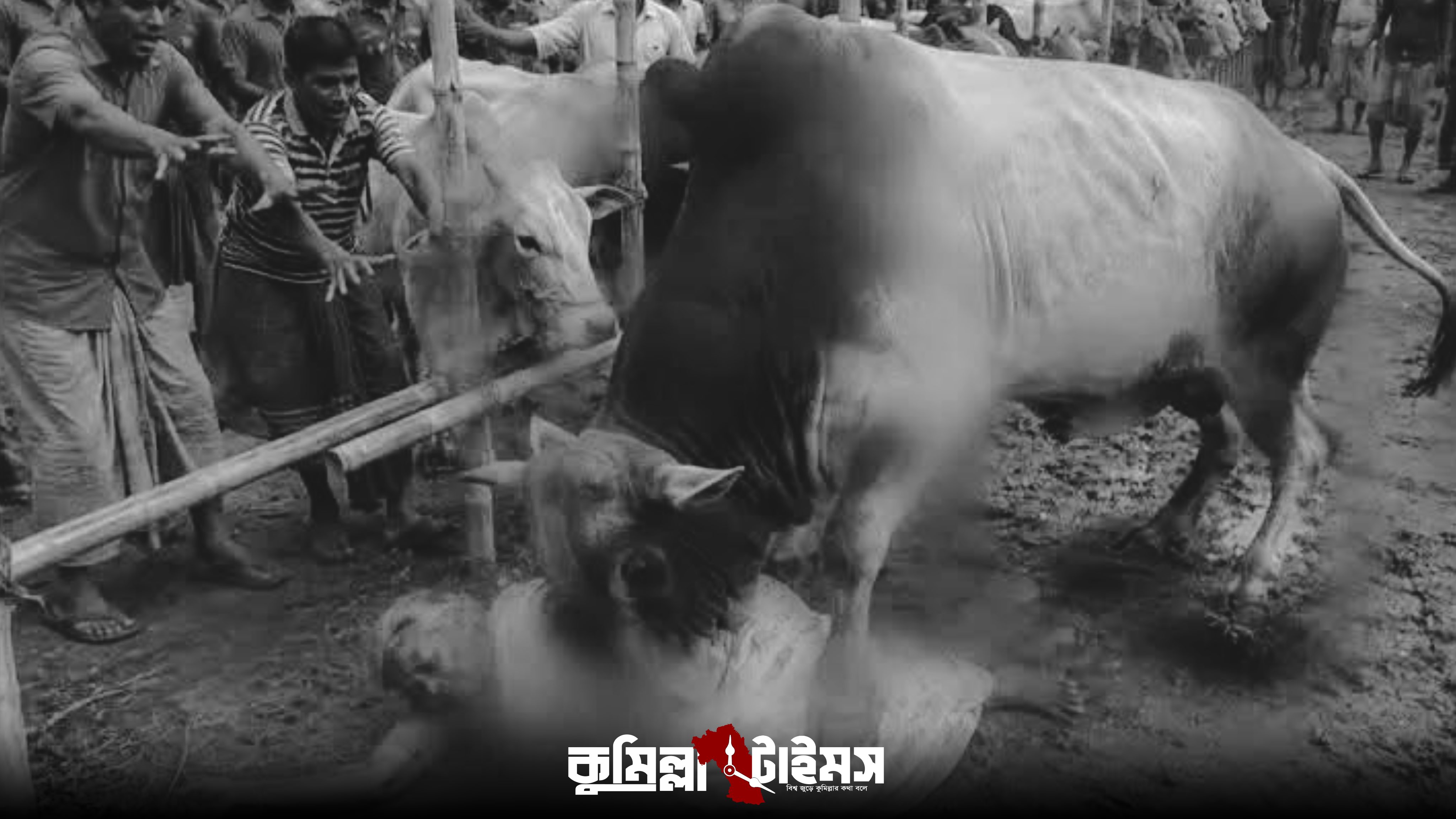 কুমিল্লায় হাটে গরুর শিংয়ের আঘাতে নারীর মৃত্যু